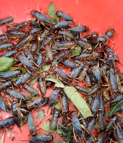 Dac san Tay Bac: Mua xuong san de men ve xao nuoc mang chua