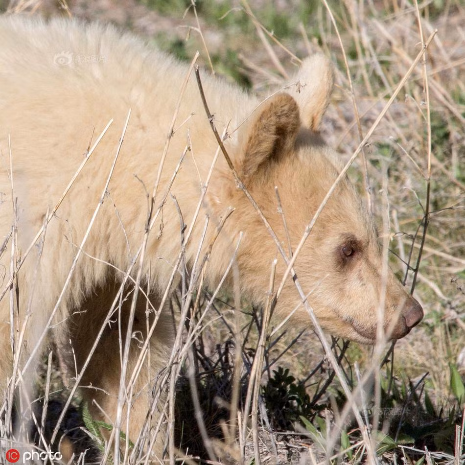 Gau trang quy hiem chang khac gi gau than linh bong xuat hien-Hinh-3