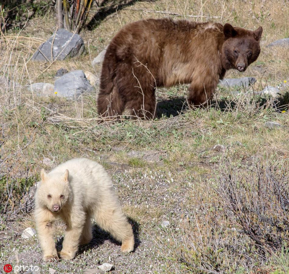 Gau trang quy hiem chang khac gi gau than linh bong xuat hien