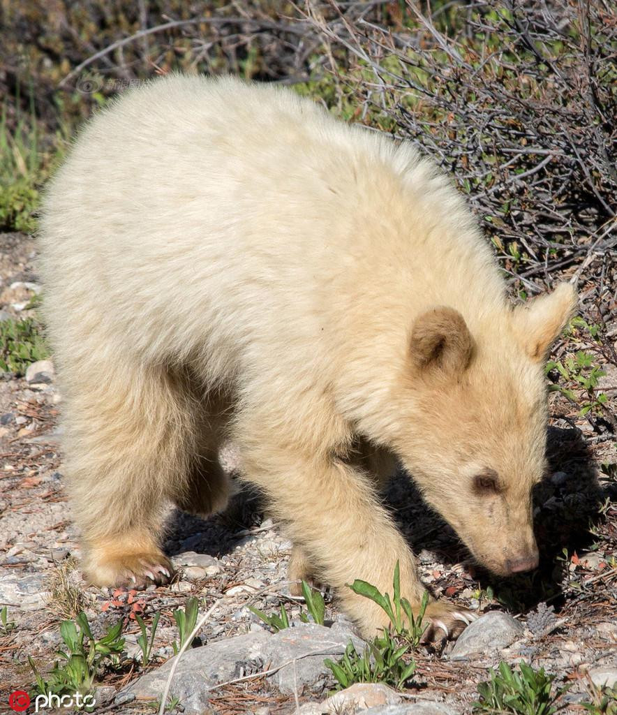 Gau trang quy hiem chang khac gi gau than linh bong xuat hien-Hinh-2