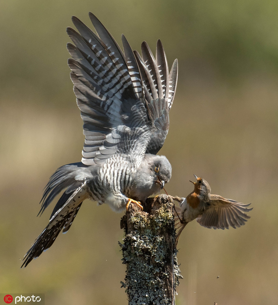 Đen đủi thay, khi chưa kịp hoàn thành ý đồ xấu xa, chim đại đỗ quyên đã bị phát hiện, kết quả phát sinh trận không chiến dữ dội này.