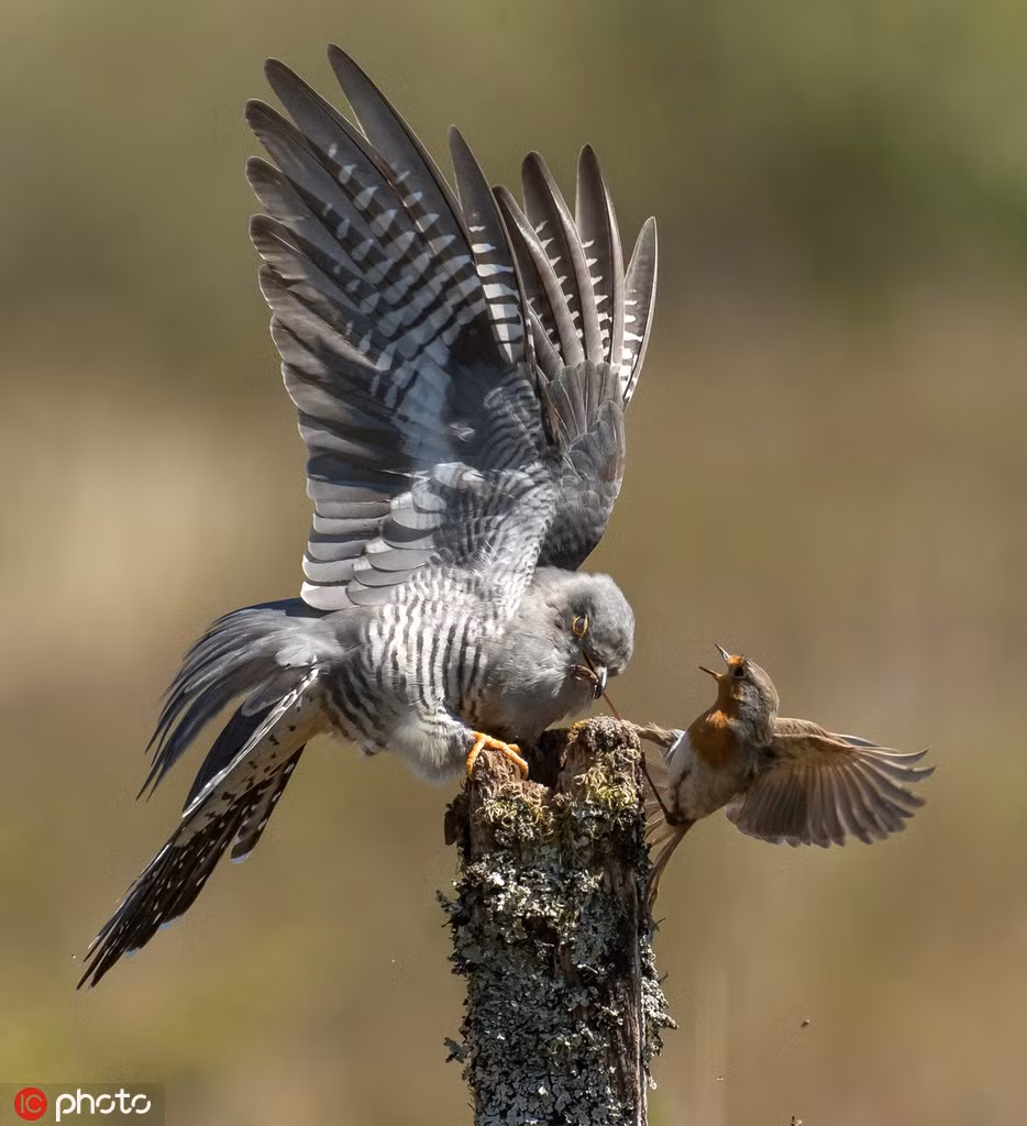 Đen đủi thay, khi chưa kịp hoàn thành ý đồ xấu xa, chim đại đỗ quyên đã bị phát hiện, kết quả phát sinh trận không chiến dữ dội này.