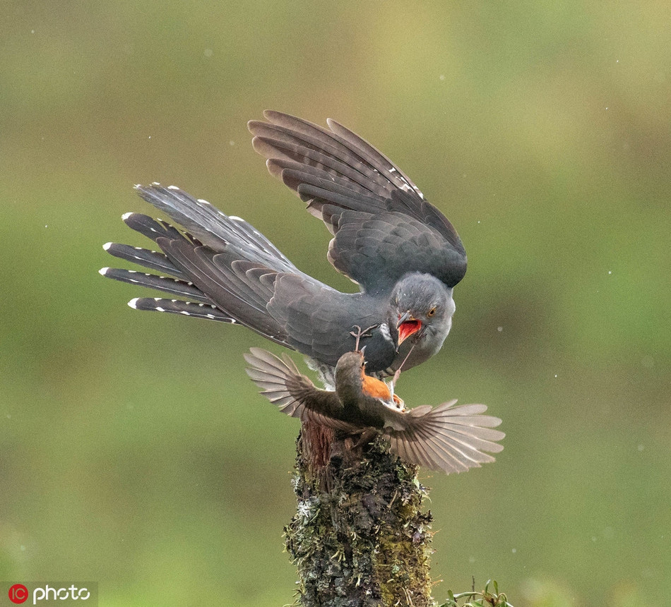Thấy chim non gặp nguy hiểm, chim hoét cổ đỏ mẹ bất chấp tất cả, nó lao tới, tấn công tới tấp chim đại đỗ quyên, hy vọng con chim xâm lược sẽ bị đau mà phải rời đi.