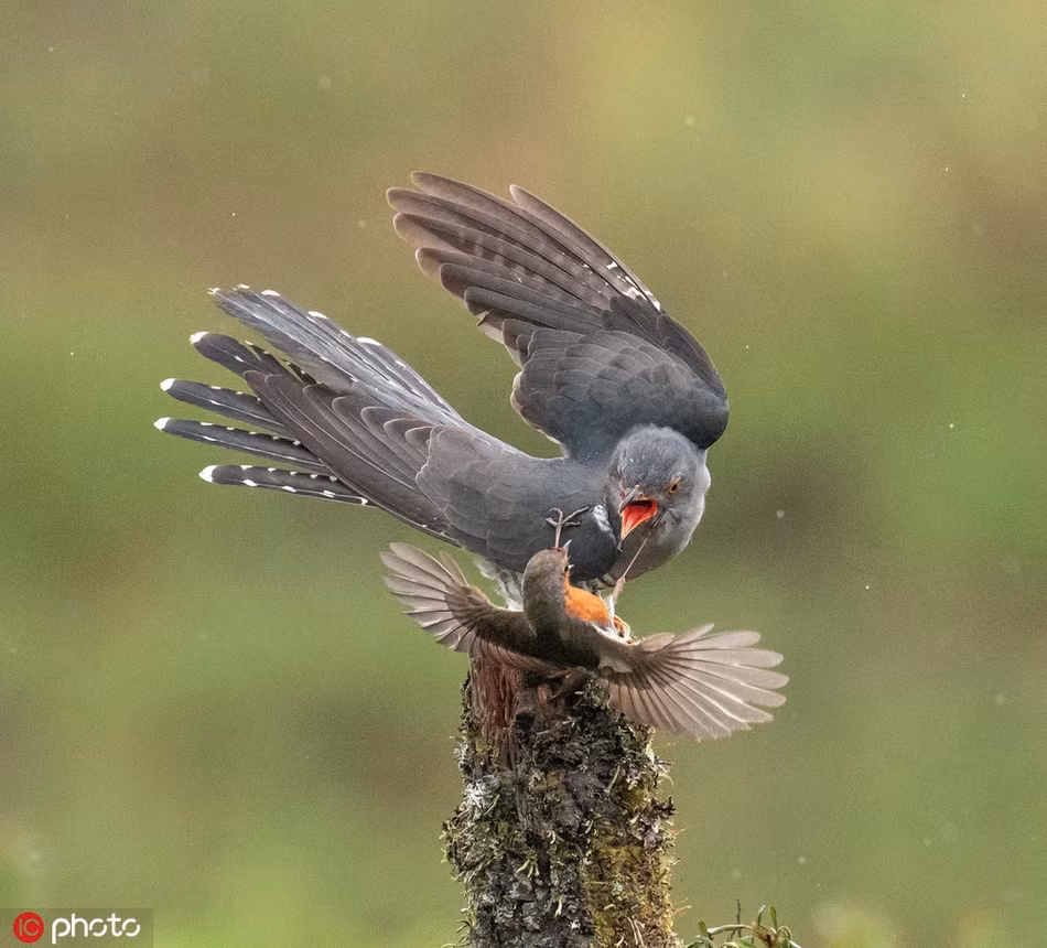 Thấy chim non gặp nguy hiểm, chim hoét cổ đỏ mẹ bất chấp tất cả, nó lao tới, tấn công tới tấp chim đại đỗ quyên, hy vọng con chim xâm lược sẽ bị đau mà phải rời đi.