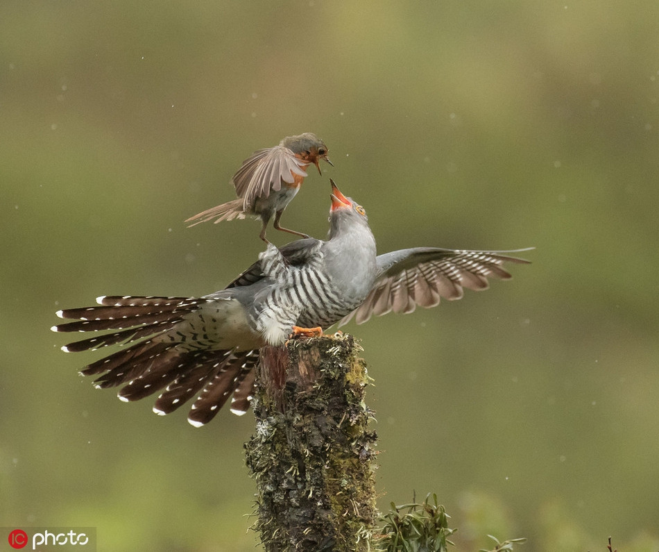 Theo nhiếp ảnh gia Alan McFadyan, anh vô cùng choáng ngợp trước những hình ảnh hiếm thấy này.
