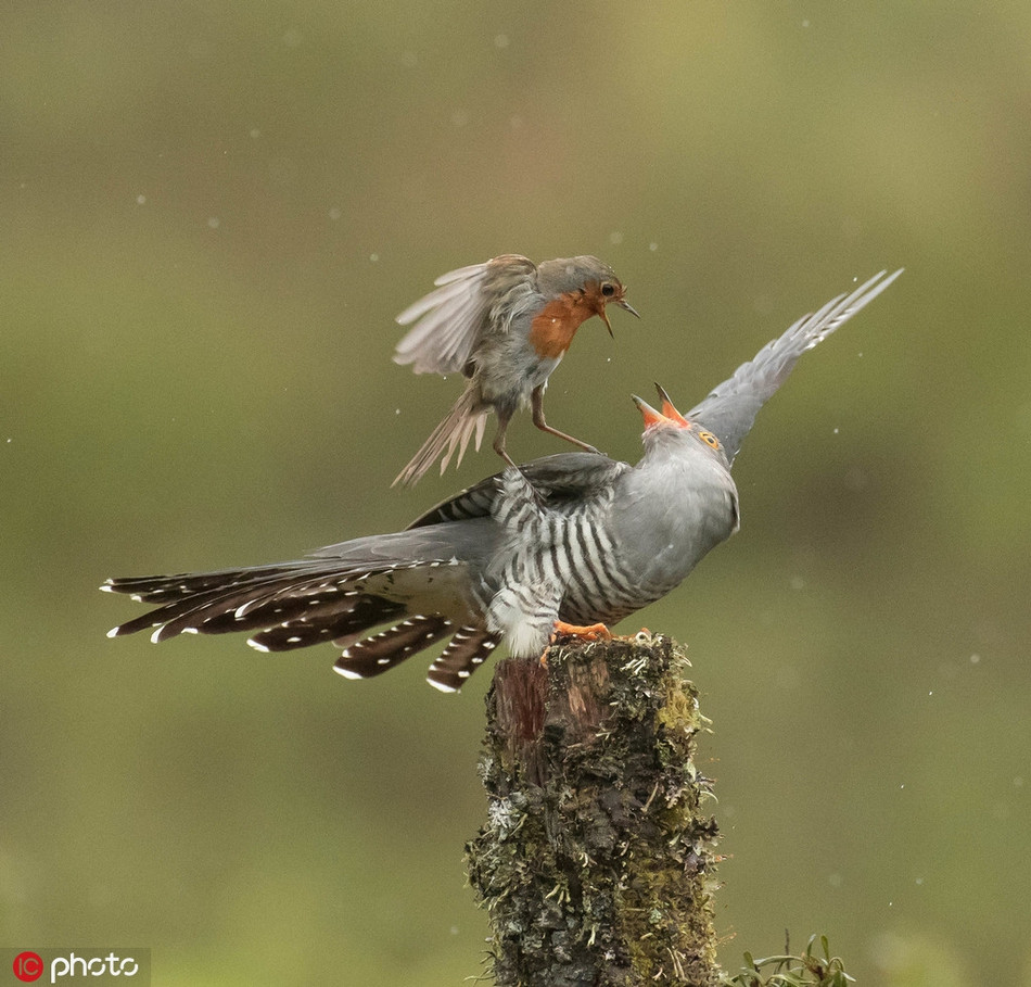 Theo thông tin đăng tải, chim hoét cổ đang đang trên đường về tổ thì phát hiện chim đại đỗ quyên đang dòm ngó tổ của mình.