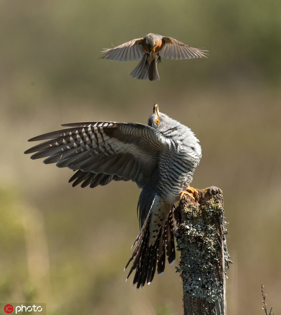 Chim đại đỗ quyên lại vô cùng ngoan cố, nó dòm ngó tổ của hoét cổ đỏ là có mục đích, muốn đẻ trứng nhờ vào tổ của chim hoét và nhờ chim hoét nuôi dưỡng con cuả mình.