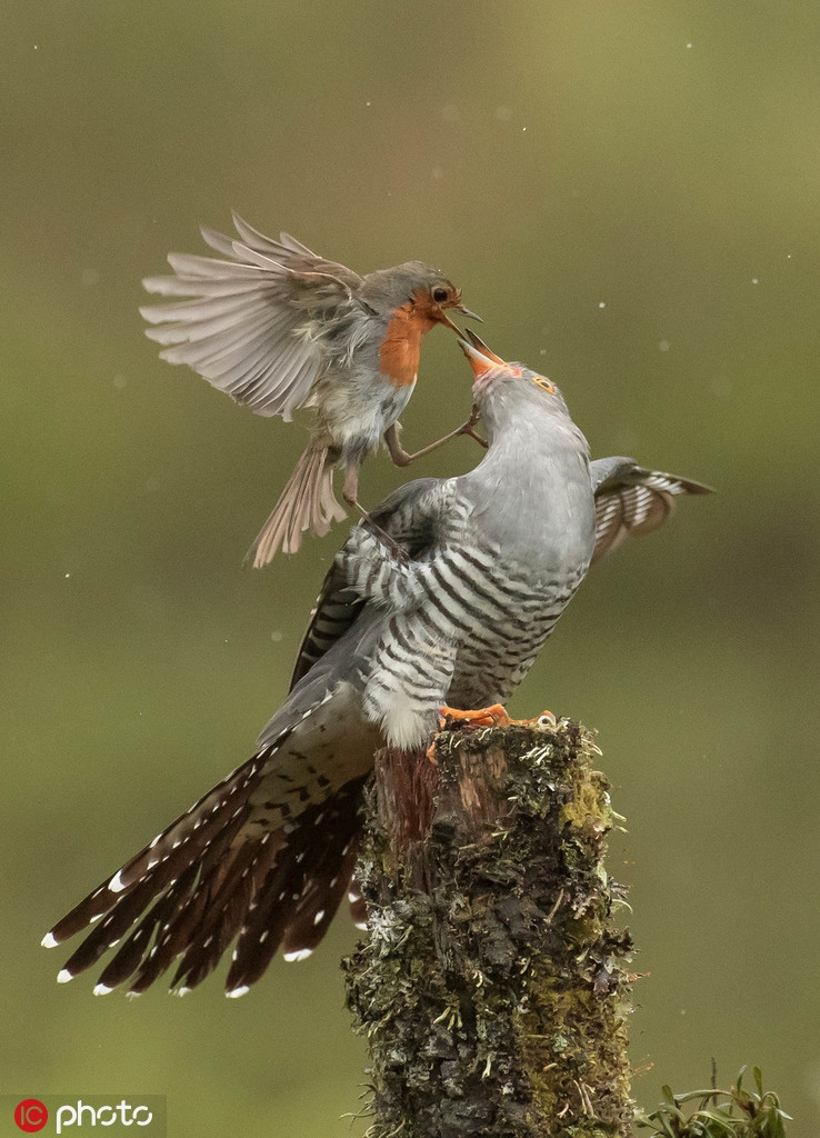 Mặc dù kích thước nhỏ hơn chim đại đỗ quyên nhiều lần, chim hoét cổ đỏ mẹ vẫn chiến đấu vô cùng dũng mãnh, khiến đối thủ không đạt được mục đích của mình.