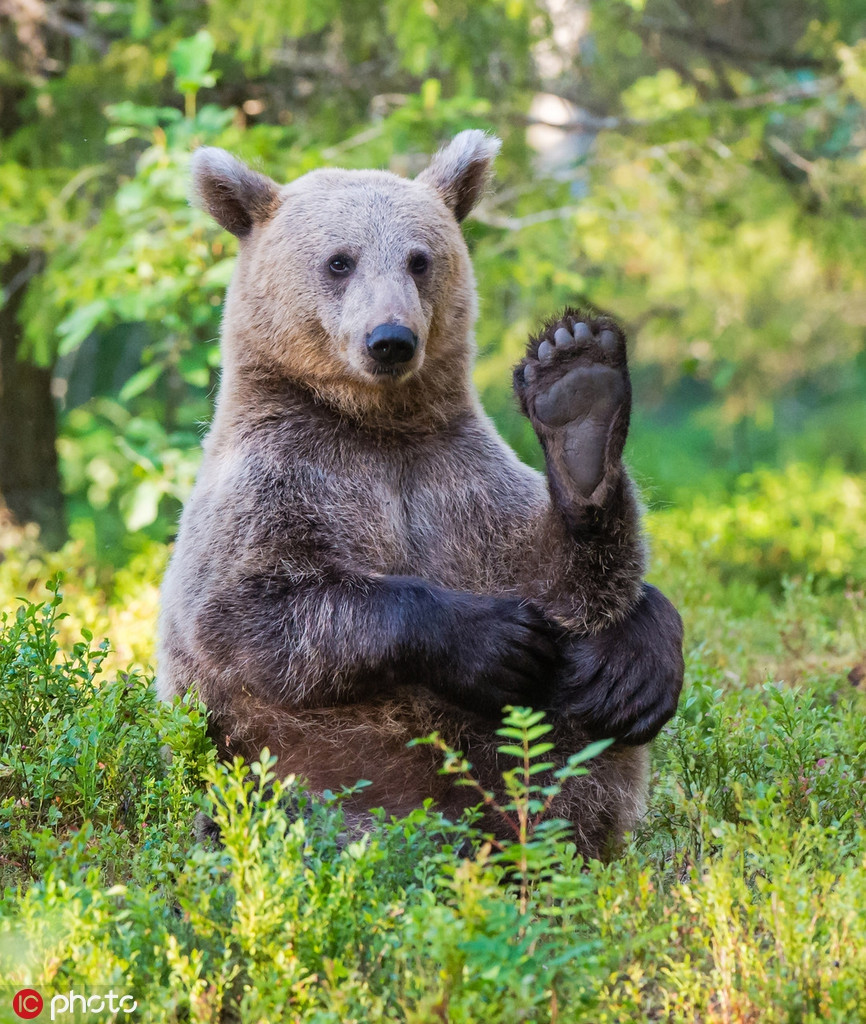 Giống như gấu Bắc cực, gấu nâu khổng lồ có thể thản nhiên tập những động tác Yoga căng cơ mà mặt không biến sắc.