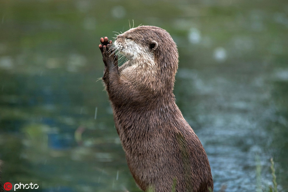 Rái cá vươn người tập Yoga trong buổi sáng trời mưa mát mẻ. Nó dường như rất nghiêm túc với bài tập này.