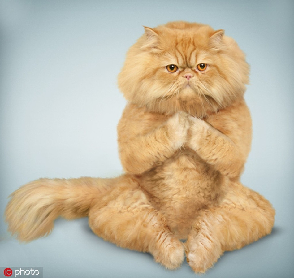 Trong những bức ảnh này, những con chó cưng, mèo cưng thể hiện kỹ năng yoga tuyệt vời của chúng. Không chỉ thế một số động tác còn rất khó, không phải người nào cũng tập được.