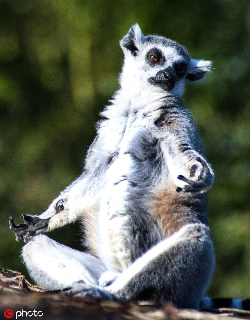 Khuôn mặt của vượn cáo thể hiện rõ ràng, Yoga với nó là một môn thể thao không thể thiếu.