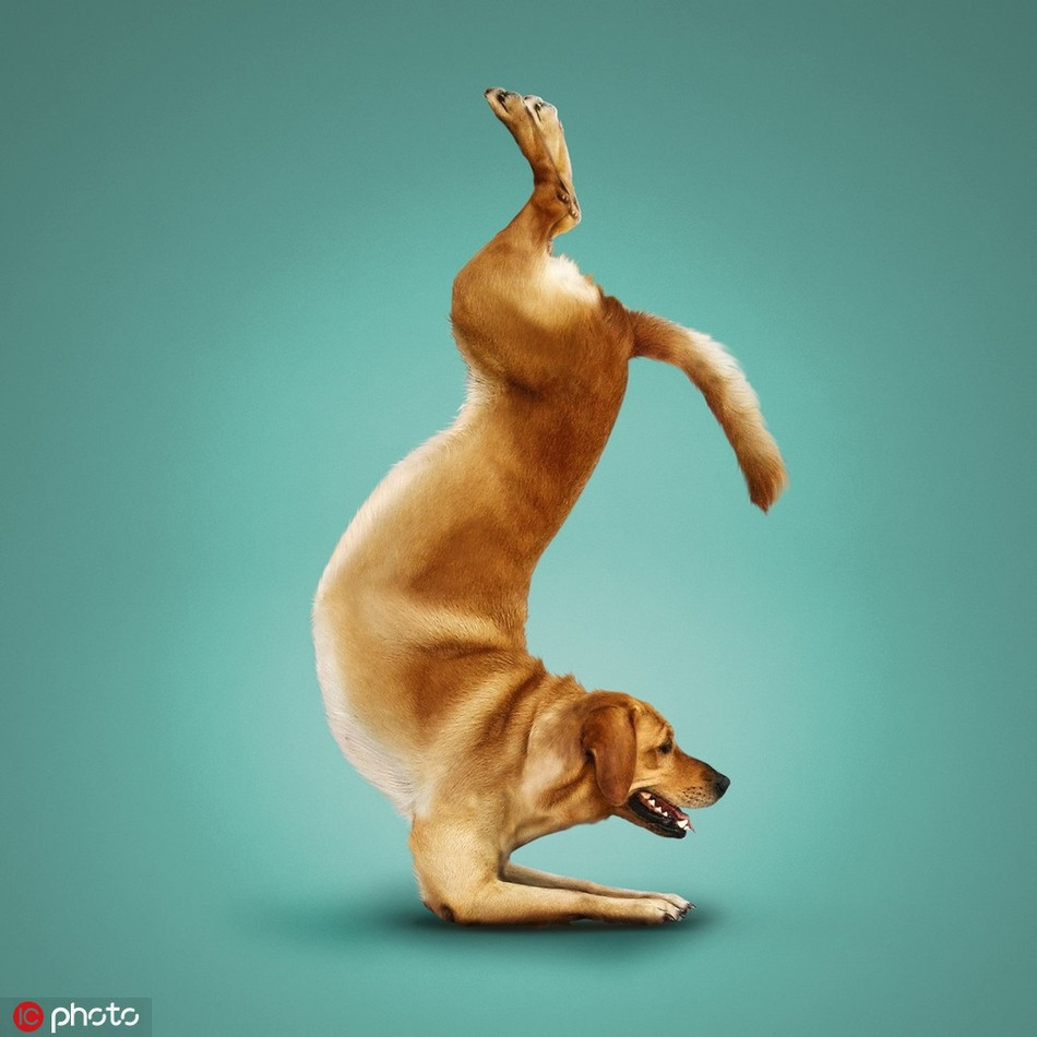 Loạt ảnh của Dan Borris sau khi được đăng tải đã nhanh chóng thu hút sự chú ý của mọi người. Đa số mọi người đều cho rằng những bức ảnh này là hoàn hảo, rất tuyệt vời và hài hước.