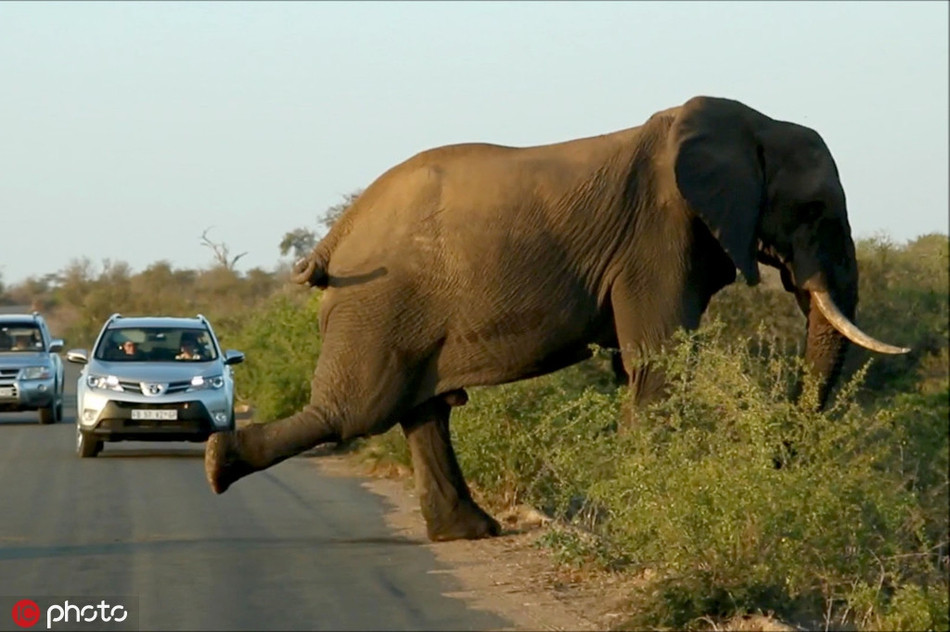 Đi ngang qua đường, voi khổng lồ cố khoe khả năng thăng bằng cực đỉnh trước mắt con người.