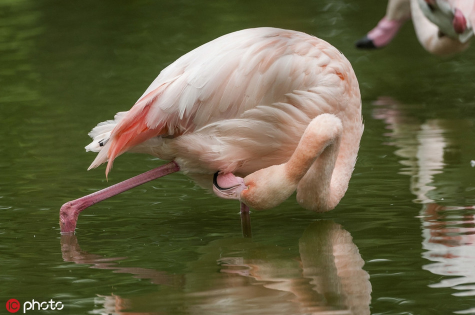Hồng hạc nổi tiếng là chân dài, cổ cao. Đối với nó, Yoga còn dễ hơn ăn kẹo.
