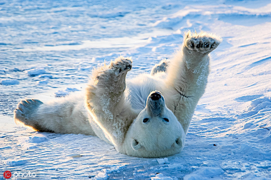 Gấu Bắc cực vươn tay, rướn người.