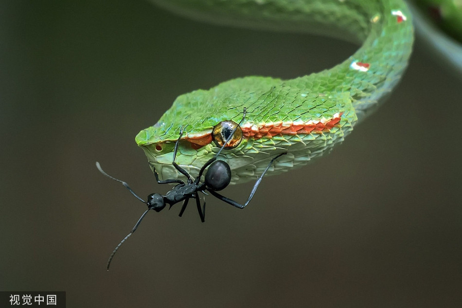Kien den ra chieu, ran luc ma manh ung dung nhu khong-Hinh-3