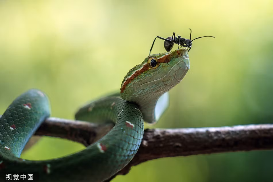 Kien den ra chieu, ran luc ma manh ung dung nhu khong-Hinh-5