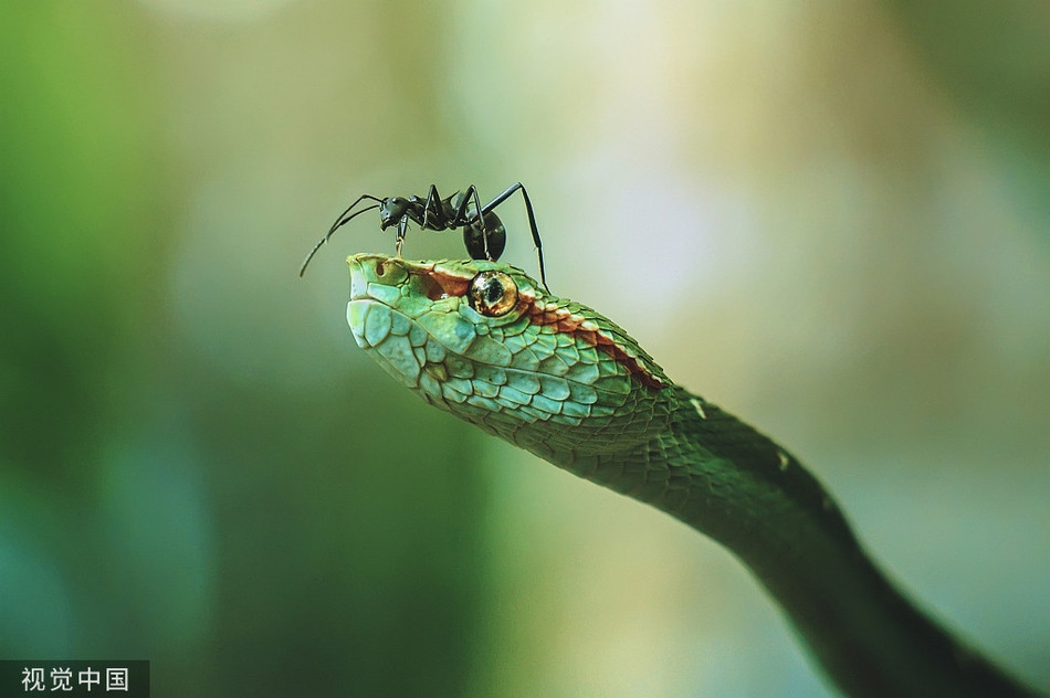 Kien den ra chieu, ran luc ma manh ung dung nhu khong-Hinh-2