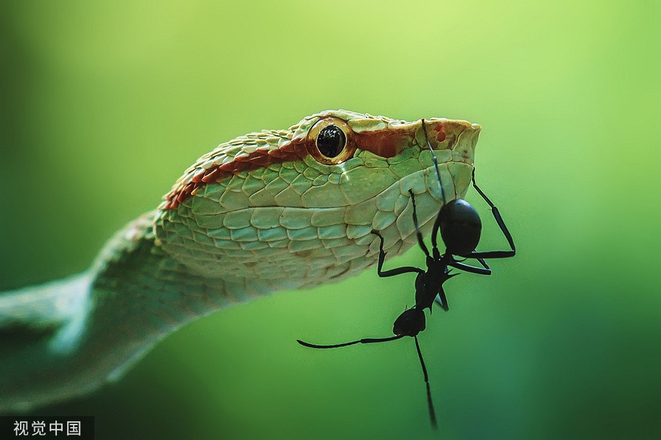 Kien den ra chieu, ran luc ma manh ung dung nhu khong-Hinh-4