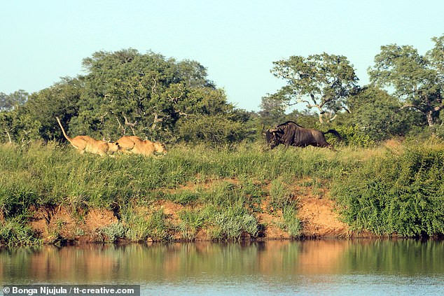 Vao lanh dia su tu doi, linh duong thoat chet ngoan muc