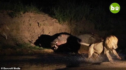 5 con sư tử liên tục tấn công hà mã, chúng dùng móng vuốt và hàm răng sắc nhọn để tấn công con mồi. Hà mã dường như không thể chống trả khi nó vừa bị thương lại đang ở trên bờ.