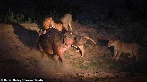 Một con hà mã bị thương đã lâm vào cuộc chiến sống còn cùng 5 con sư tử. Khi không bị thương, một con hà mã cũng gặp nguy hiểm khi phải đối chọi với bầy sư tử thì với việc thương tích đầy mình như thế này, mạng sống của hà mã thực sự bị đe doạ. Ảnh: Hà mã vừa đánh nhau với đồng loại tiếp tục phải chạm trán sư tử