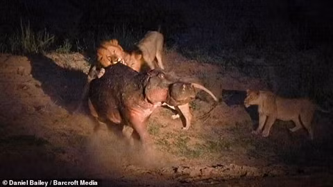 Một con hà mã bị thương đã lâm vào cuộc chiến sống còn cùng 5 con sư tử. Khi không bị thương, một con hà mã cũng gặp nguy hiểm khi phải đối chọi với bầy sư tử thì với việc thương tích đầy mình như thế này, mạng sống của hà mã thực sự bị đe doạ. Ảnh: Hà mã vừa đánh nhau với đồng loại tiếp tục phải chạm trán sư tử