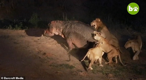 Cuộc chiến sinh tồn trên diễn ra tại Khu bảo tồn thiên nhiên MalaMala của Nam Phi. Con hà mã bị thương trong cuộc chiến tranh giành nguồn nước với đồng loại trước khi gặp sư tử.