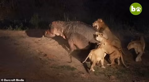 Cuộc chiến sinh tồn trên diễn ra tại Khu bảo tồn thiên nhiên MalaMala của Nam Phi. Con hà mã bị thương trong cuộc chiến tranh giành nguồn nước với đồng loại trước khi gặp sư tử.