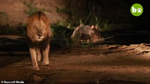 Nó cố gắng tiến về phía vũng nước và may mắn, những con sư tử đã không dám tiếp tục tấn công con mồi và đành chưng hửng bỏ đi.
