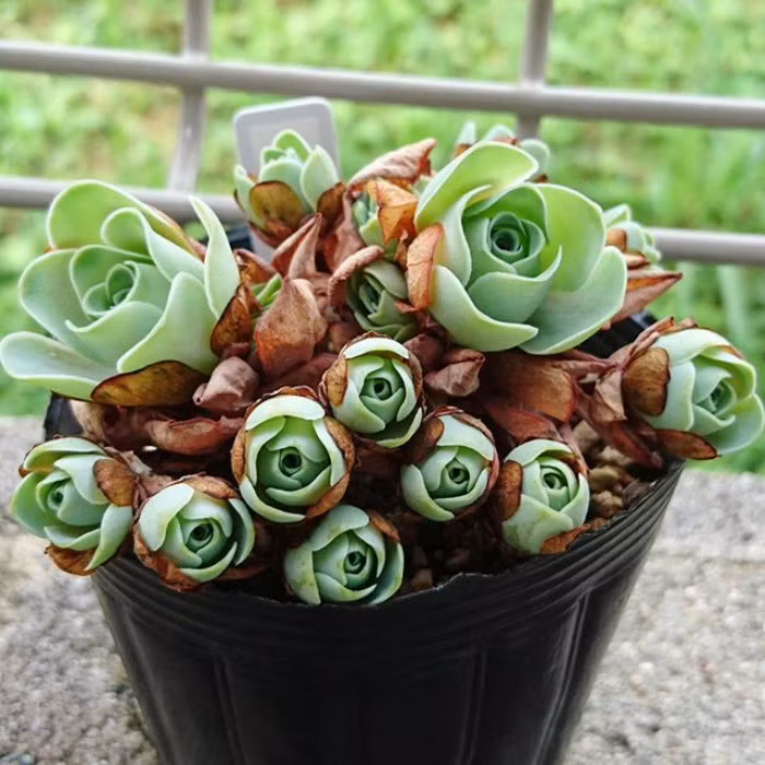 Trồng cây sen đá hoa hồng khá dễ dàng, không tốn nhiều công chăm sóc.