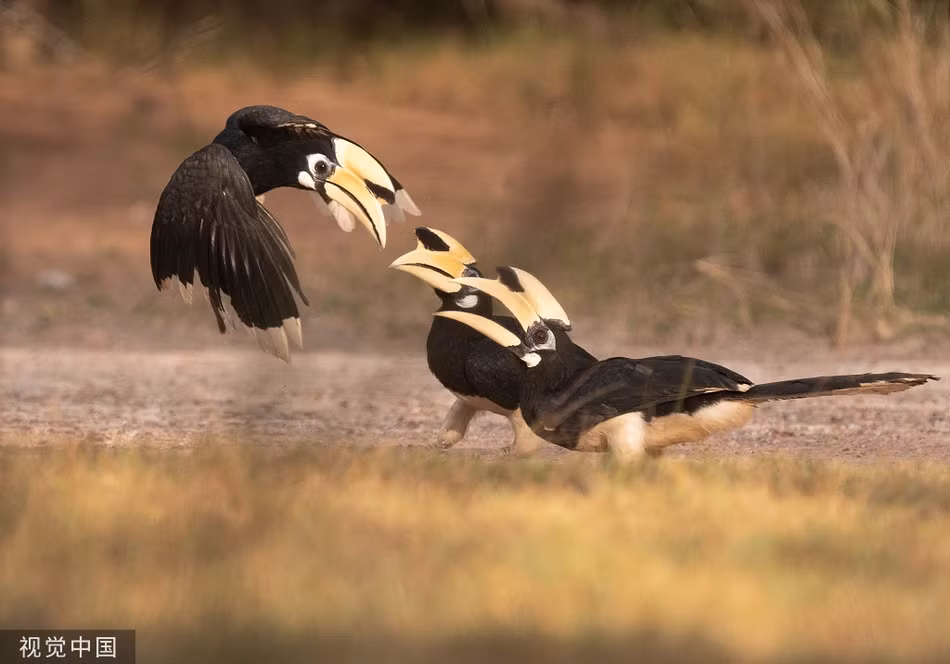 Tan mat chim cao cat nhay nhot nghi thuc tan tinh-Hinh-4