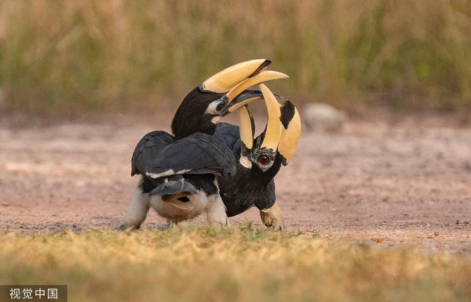 Tan mat chim cao cat nhay nhot nghi thuc tan tinh-Hinh-6