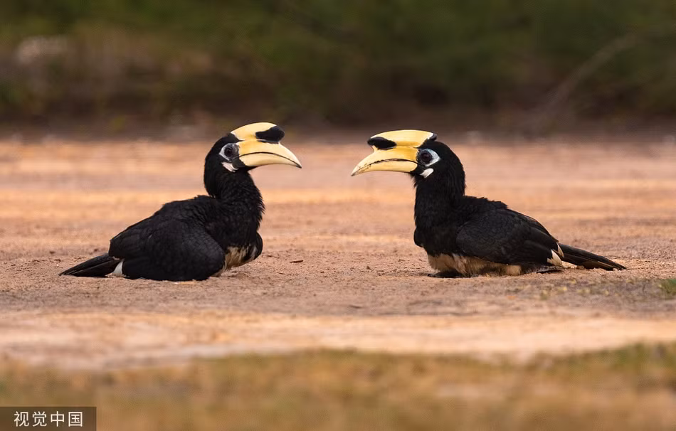 Tan mat chim cao cat nhay nhot nghi thuc tan tinh-Hinh-5