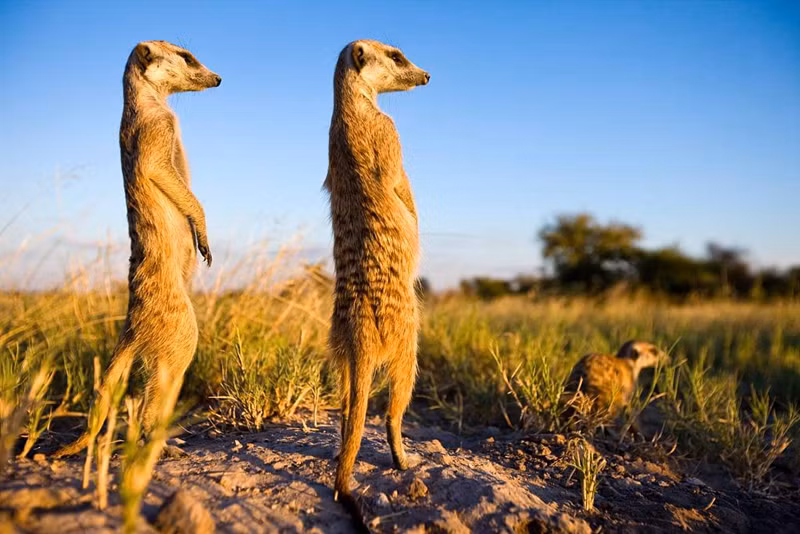Khi động vật thông minh vượt bậc khiến con người choáng váng - Hình 2 Khi dong vat thong minh vuot bac khien con nguoi choang vang-Hinh-2
