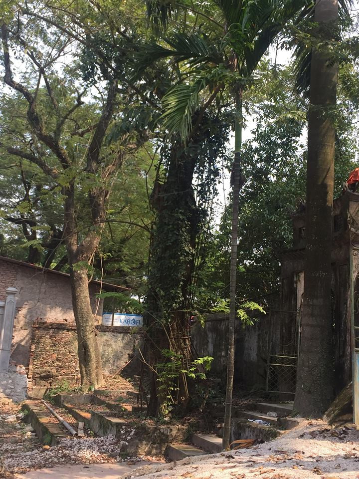 Cay sua quy tung duoc tra tram ty: Chot ngay dau gia