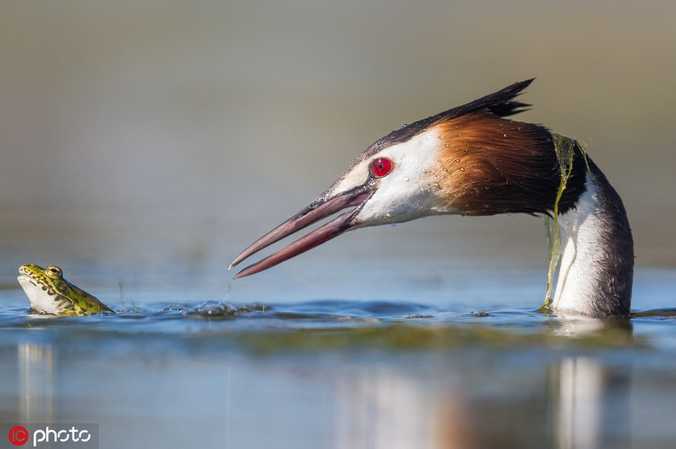 Mới đây, nhiếp ảnh gia Jose Luis Ruiz Jimenez chụp được những hình ảnh vô cùng ấn tượng về màn đi săn sử thi của chim nước lớn ở Cáceres, Tây Ban Nha. 