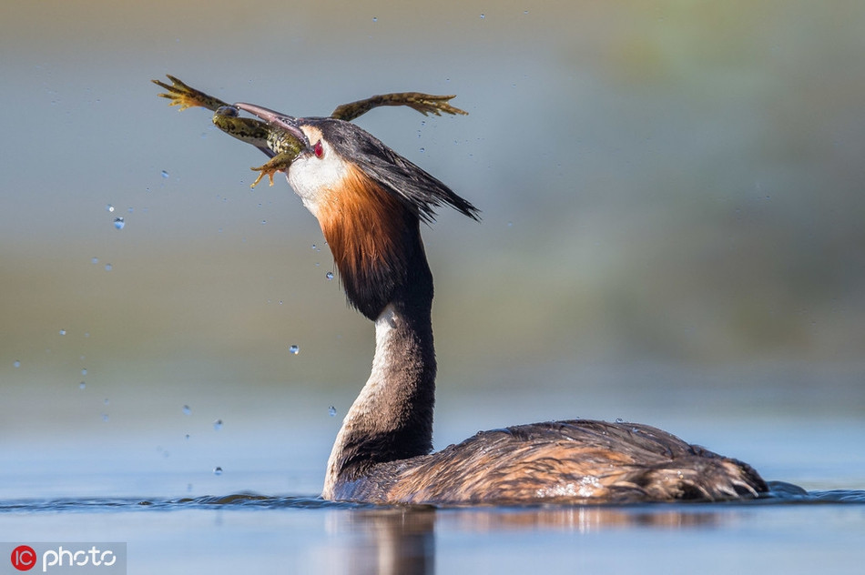 Bị tấn công bất ngờ, ếch nhỏ vô cùng hoảng hốt, hoàn toàn không có khả năng trốn thoát. Nó cố gắng vùng vẫy, nỗ lực thoát khỏi sự kìm kẹp của con chim nước lớn. Cả tứ chi ếch nhỏ đều duỗi thành một đường thẳng, căng người như một bật ra khỏi miệng chim nước. 