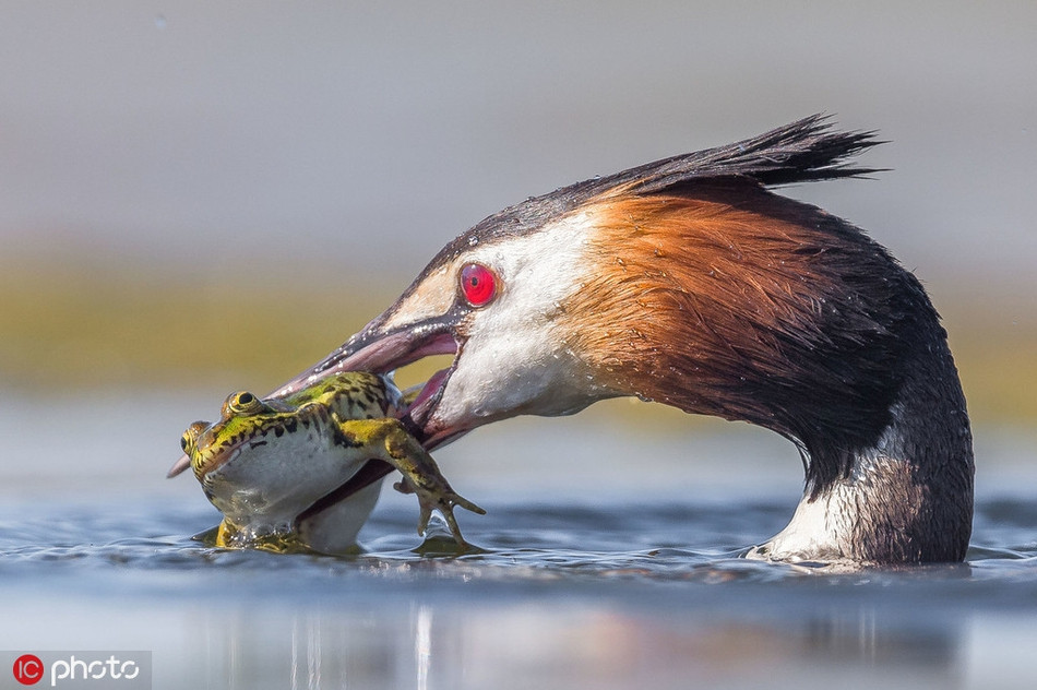Toàn bộ quá trình chim nước lớn săn mồi được nhiếp ảnh gia Jose Luis Ruiz Jimenez ghi lại một cách vô cùng sống động và chân thực, khiến người xem không khỏi cảm thấy rùng mình trước sự tàn khốc của thiên nhiên hoang dã.