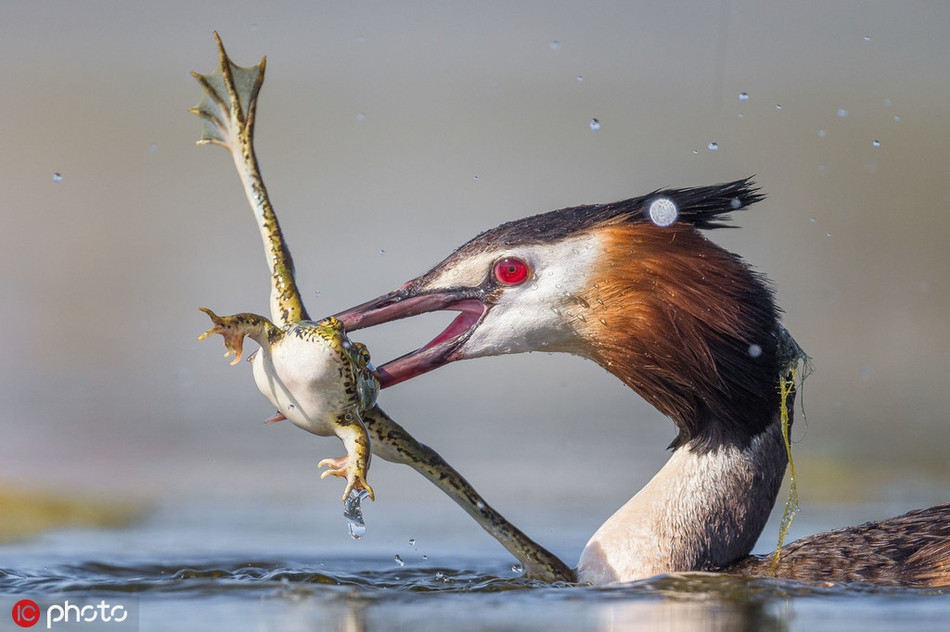Đáng tiếc, mọi nỗ lực của ếch nhỏ đều bị vô hiệu bởi chiếc mỏ cứng như sắt của chim nước lớn. Cuối cùng, nó bị con chim nước lớn nuốt chửng. 