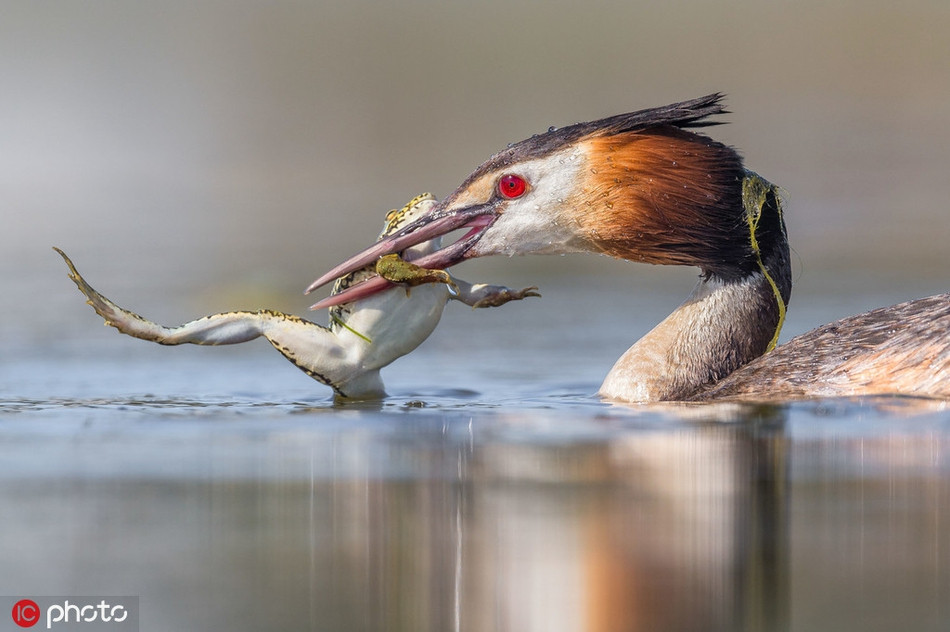 Khi thấy cơ hội chín muồi, con chim nước lớn tấn công chớp nhoáng, mổ chiếc mỏ dài sắc nhọn của nó xuống, kẹp chặt cơ thể ếch nhỏ. 