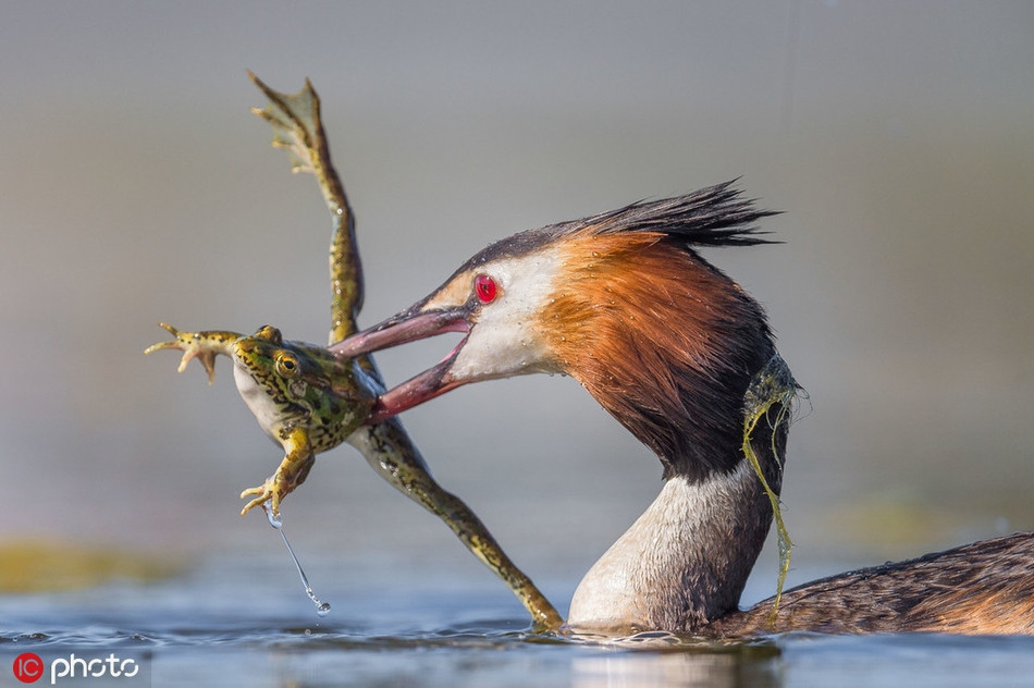 Theo nhiếp ảnh gia, con chim nước tiếp cận con ếch một cách vô cùng lặng lẽ. Nó đợi cho con ếch hoàn toàn mất cảnh giác, thản nhiên, vô tư bơi vội ngay trước mặt rồi mới ra tay. 