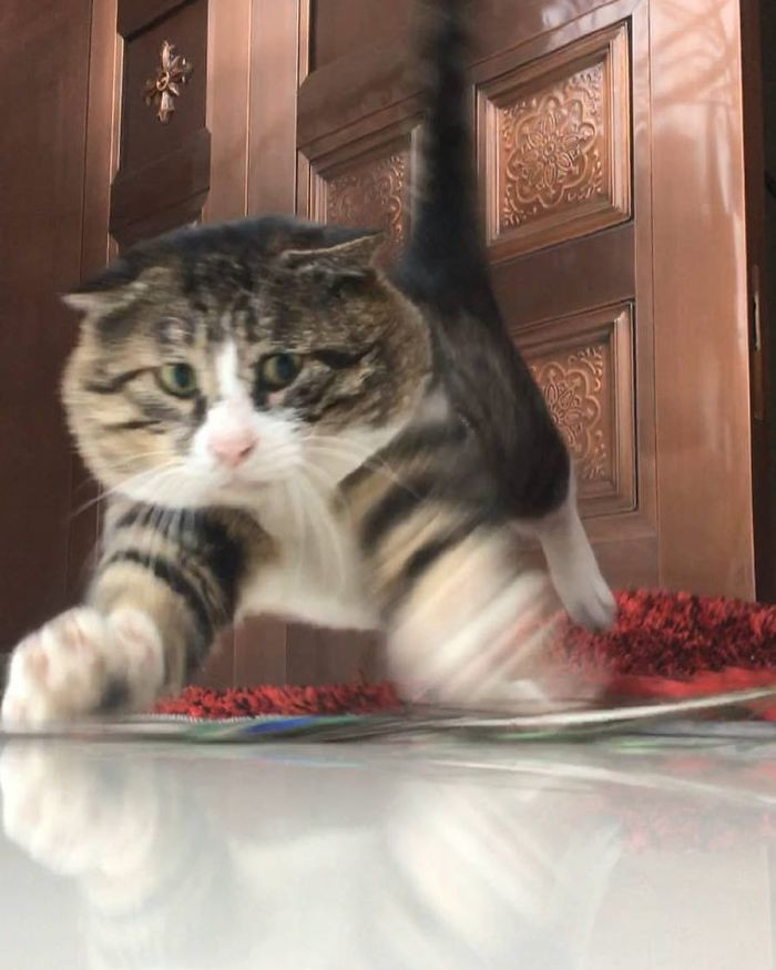 Vẻ mặt cảnh giác của A Phì khi nhìn thấy chiếc "bẫy" của chủ nhân định trêu chọc mình.