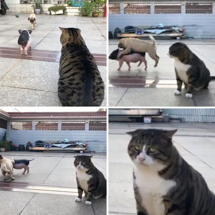 Nhìn thấy chó và lợn chơi đùa ngoài sân, biểu hiện và biểu cảm của chú mèo béo A Phì cực kỳ hài hước. Khuôn mặt không cảm xúc của A Phì như muốn nói: "Hỡi con người, nhìn thấy chưa, lũ chó và lợn thực sự ấu trĩ và ồn ào, không bao giờ có được phong thái sang chảnh, quý tộc như tôi".