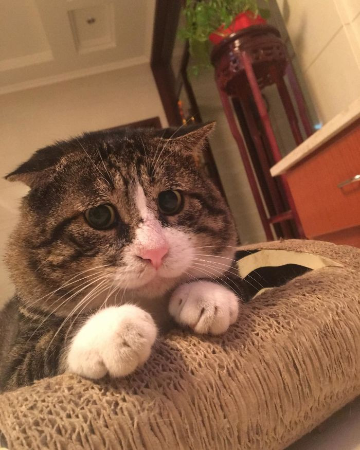 Thế nhưng lúc tỏ vẻ đáng yêu khi định cầu xin gì đó, khuôn mặt của A Phì lại cực kỳ thương tâm. Thật sự diễn rất sâu.