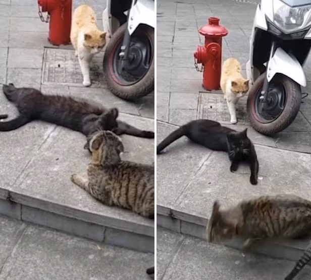 Mèo đen léng phéng bị "vợ" bắt gặp... kết khó đoán Meo den leng pheng bi