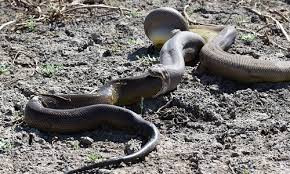 Chúng có thể nuốt chửng cả chính đồng loại của mình,