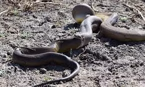 Chúng có thể nuốt chửng cả chính đồng loại của mình,