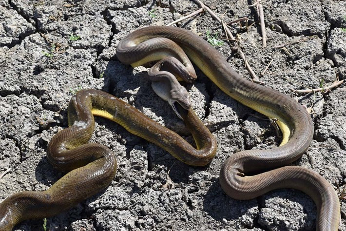 Loài trăn có cách săn mồi khá hung bạo.